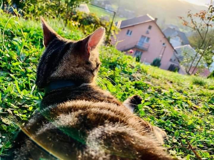 casa anca Hotel Sighetu Marmaţiei Esterno foto